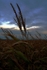 Cornfield at Dusk