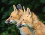 Red Fox Kits #7