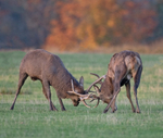 Red Deer - Cervus elaphus