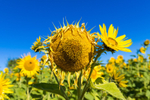 Sunflower Group 4