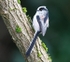 Long Tailed Tit
