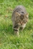 Scottish Wild Kitten
