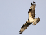 Osprey flying talons extended, Blue Cypress Lake, Florida