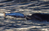 Chanory point, Bottle nose dolphins