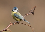 Blue tit