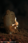 UML031: Baby starfish