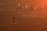 Gentoo Penguin & golden evening light, Sea Lion Island, Falklands