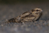 Nightjar