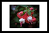 Fuschia Wharfedale