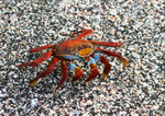 IMG_9512 Sally Lightfoot Crab
