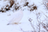 Willow Ptarmigan in snow, Churchill, Canada