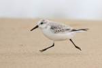 Sanderling running feet off ground, Studland Bay, Dorset