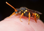 Nomada fucata Female