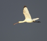 Spoonbill