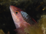 Anilocra physodes