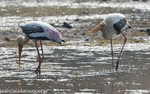 Painted Stork