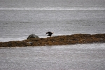 White-tailed Eagle