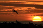 Black-browed Albatross flying over colony at sunset, Steeple Jason