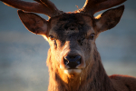 Red Deer, Stag_ AGTO144