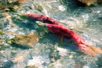 Clearwater Reds