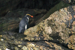 Fiordland Crested Penguin portfolio