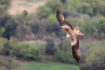 Red Kite in flight, Catalonia, Spain