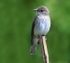 Spotted Flycatcher