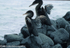 Flightless cormorant (Fernandina island)