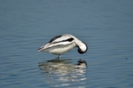 Avocet