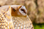 European Barn owl tyto alba gulgutta-5353