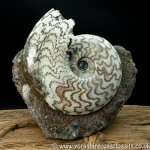 Sold scun 153 Eparietites denotatus