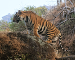 Bengal Tiger climbing rock, Bandhavgarh Reserve, India