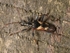 Two-banded Longhorn Beetle