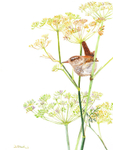 Wren in fennel