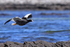 Kelp Goose (female) in flight, Carcass Island, Falklands