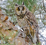 Long Eared Owl