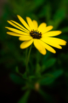 Flower - Daisy - 0304