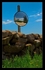 Reflection of Home