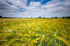 Shaftsbury Corn Field