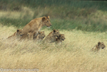 Lionness and cubs