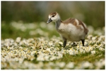 Egyptian Gosling amongst the Daisies