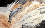 Homeward bound ,salmon