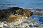 Atlantic Grey Seal