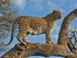 Lookout Leopard