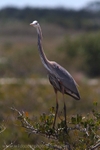 FLB016: Great blue heron