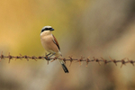 Red-backed Shrike  1604-10119