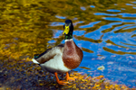 Mallard Duck - DSC_7675