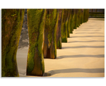 06061678 - Vazon Bay groynes