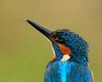 Kingfisher (male) close-up, Scotland