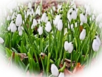 Snowdrops
